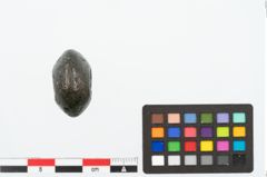Foto von Bronzeringperle (NHMW-PRAE-025144)